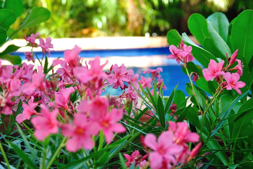 La Pasion Colonial Hotel Boutique By Bunik Playa del Carmen Cameră foto